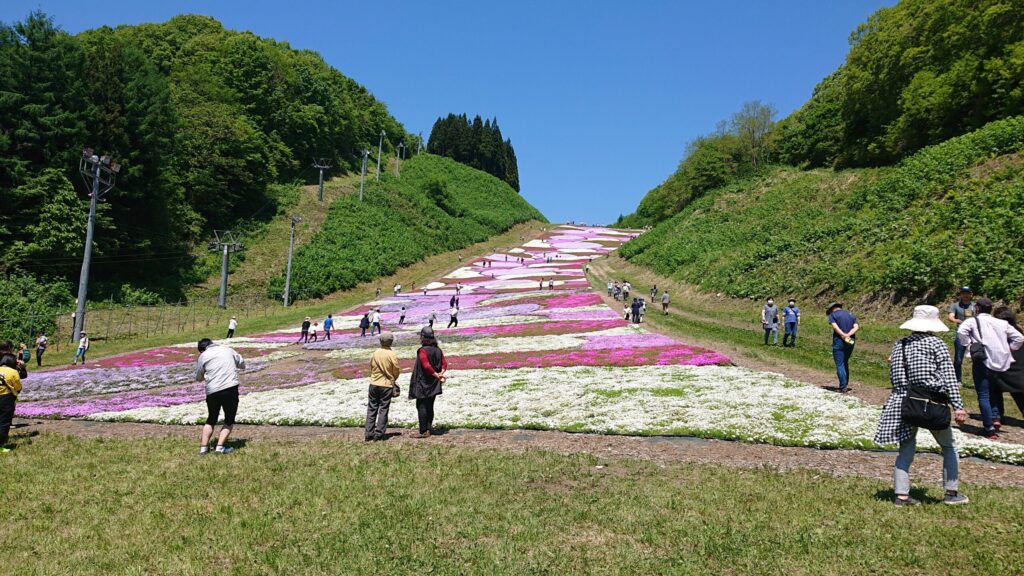 芝桜0001