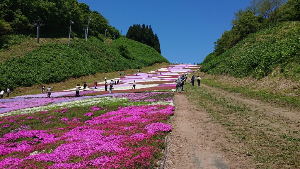 芝桜0002
