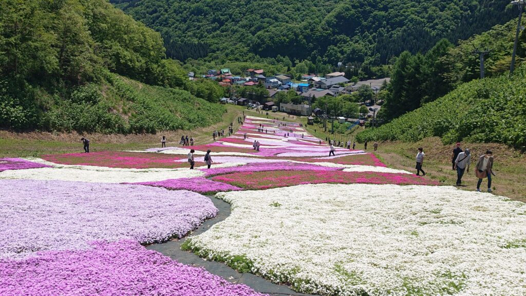 芝桜0003