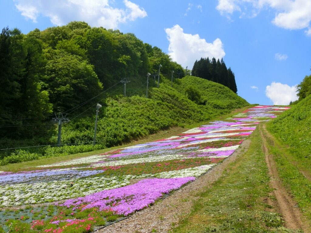 芝桜0004
