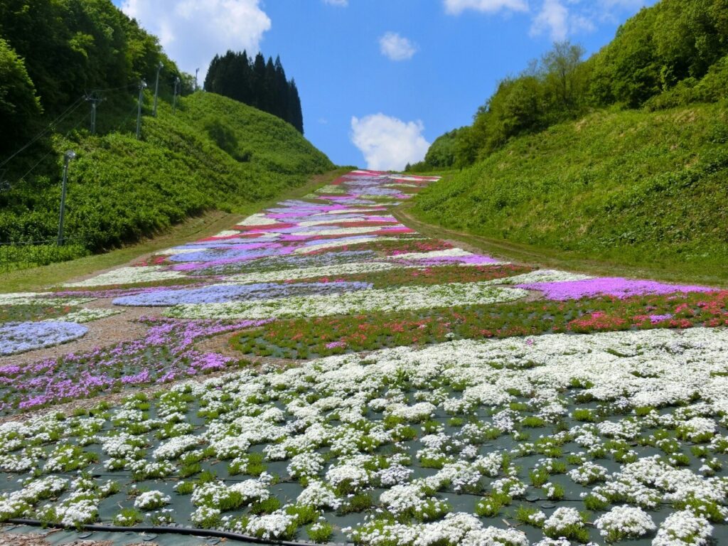 芝桜0005