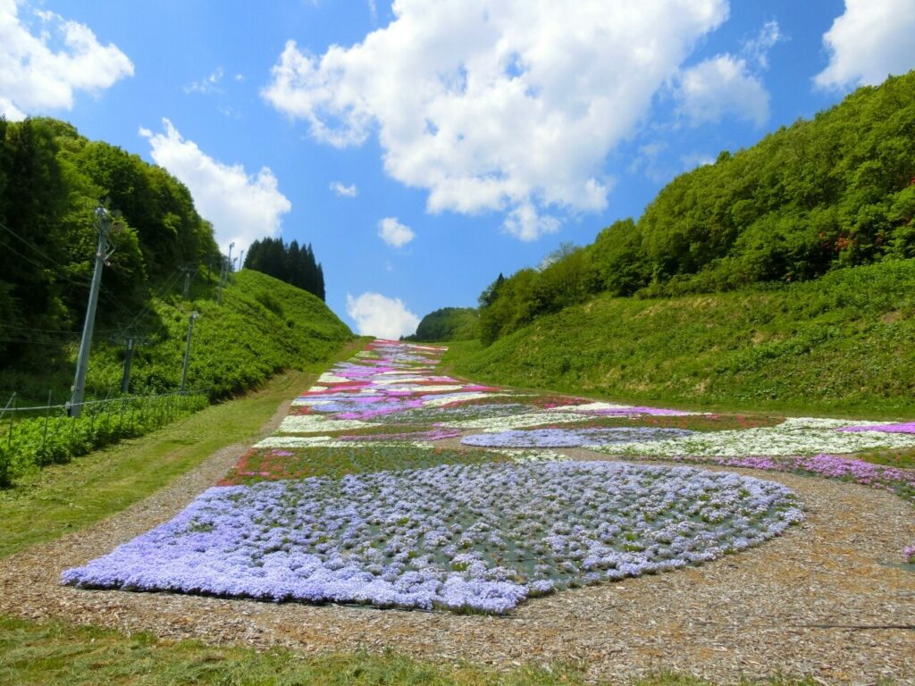 芝桜0006